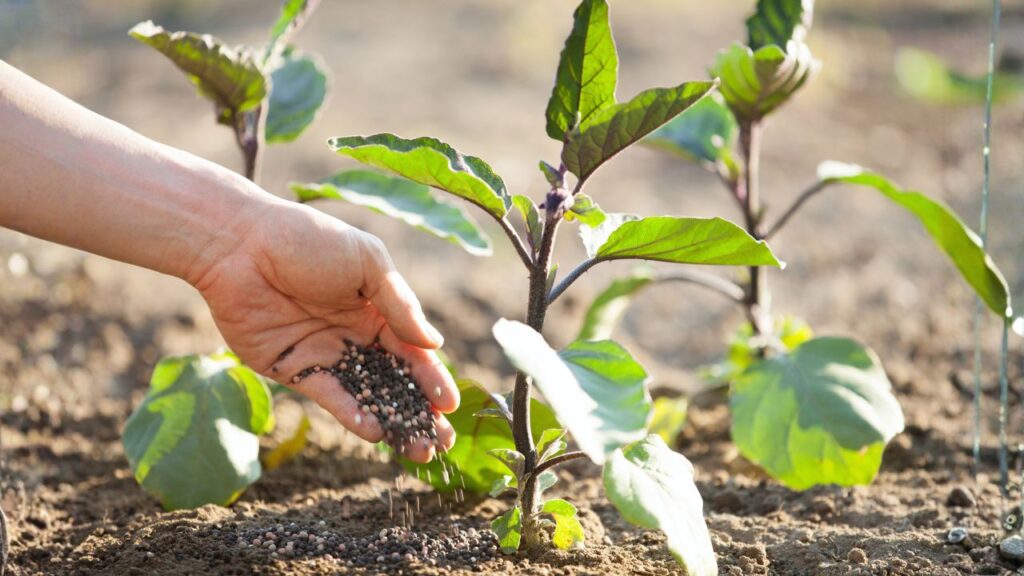 Mowing, Fertilizing, And First-Year Care​