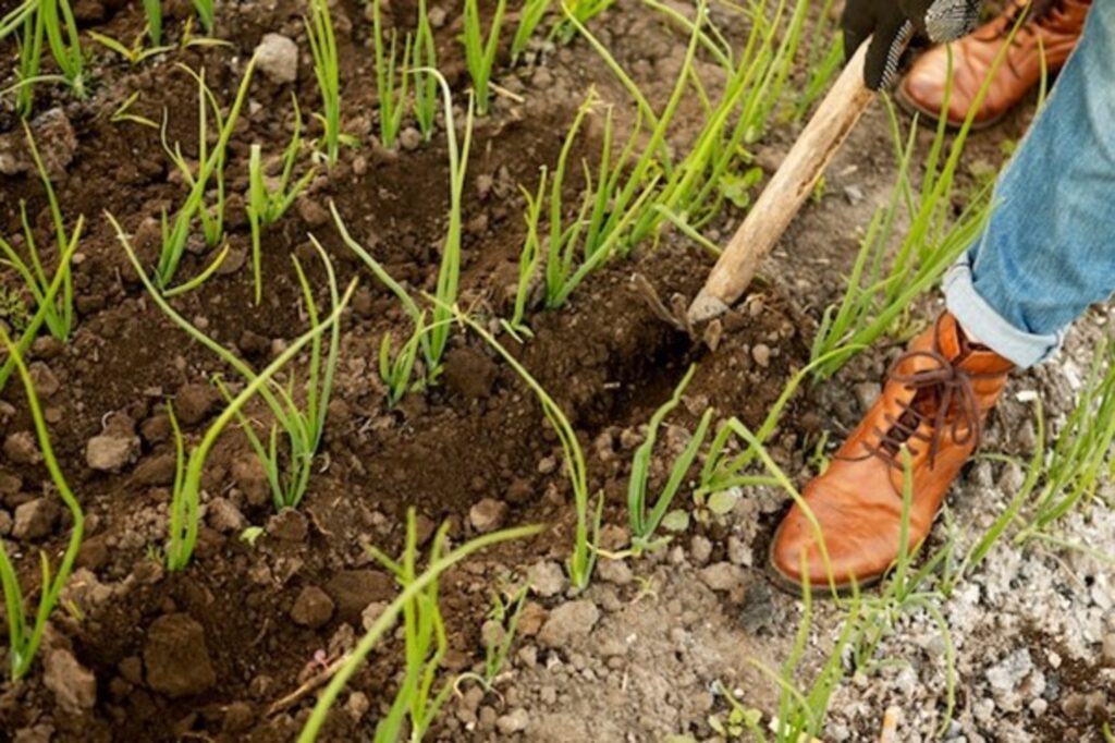 Overseeding, Repairing Bare Patches, and Lawn Renovation