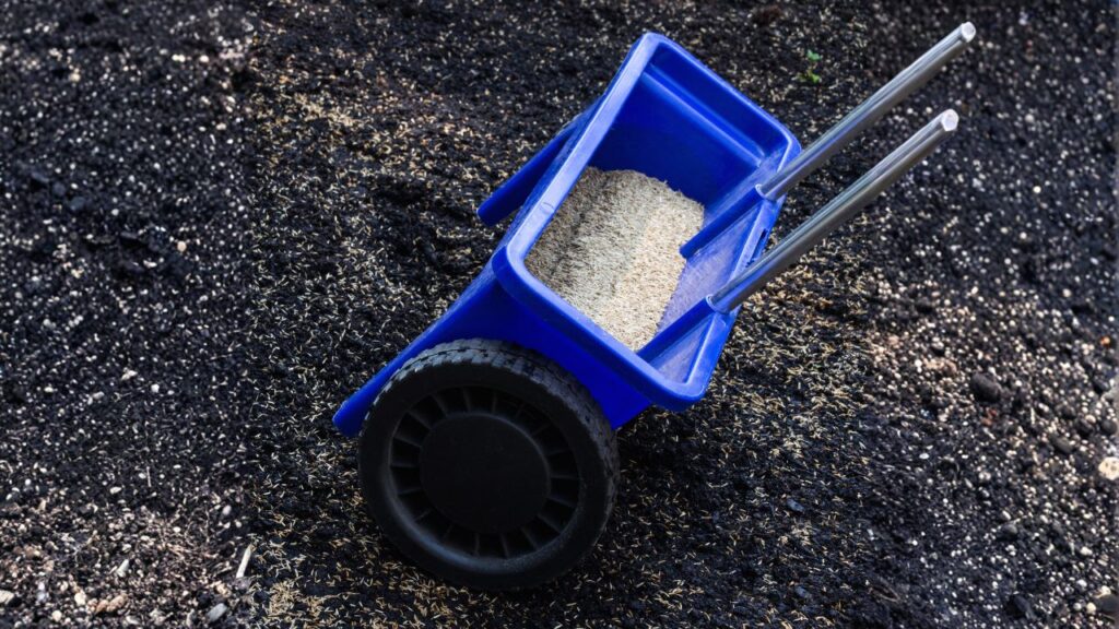 Sow Lawn Grass Seeds