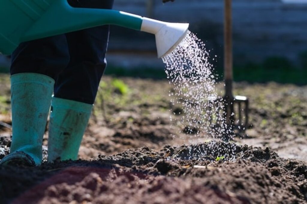 Watering and Germination: Timelines & Tips
