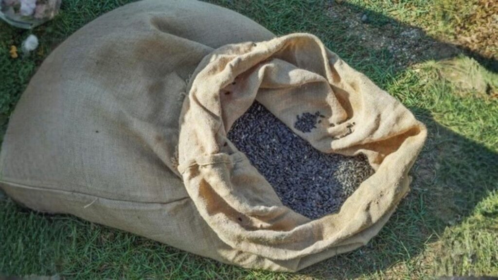 Where to Buy Lawn Grass Seeds in Delhi NCR