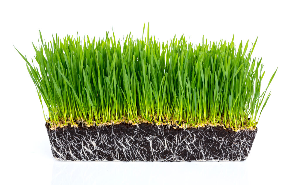 Why Choose Grass Seeds Over Sod