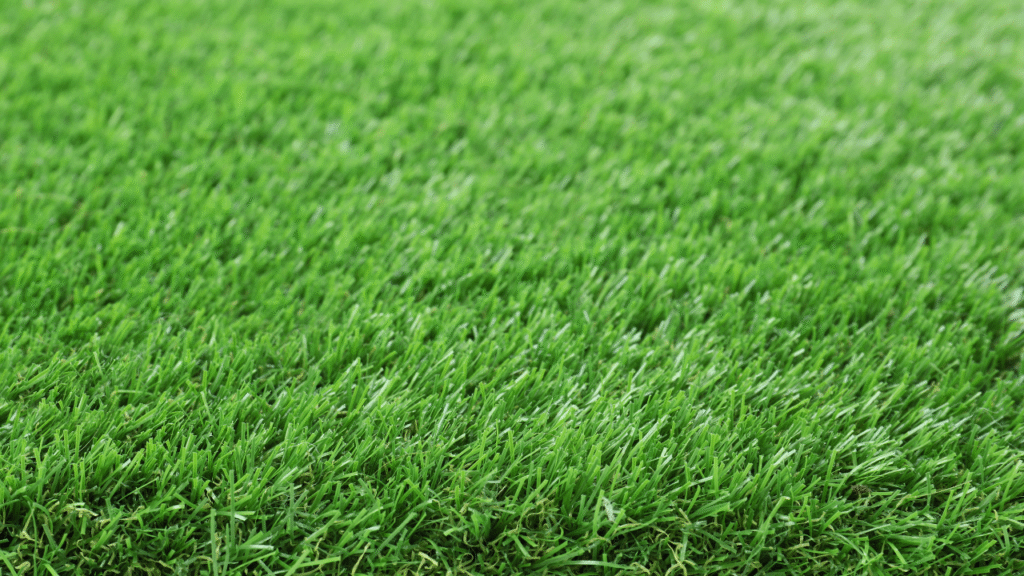 carpet grass
