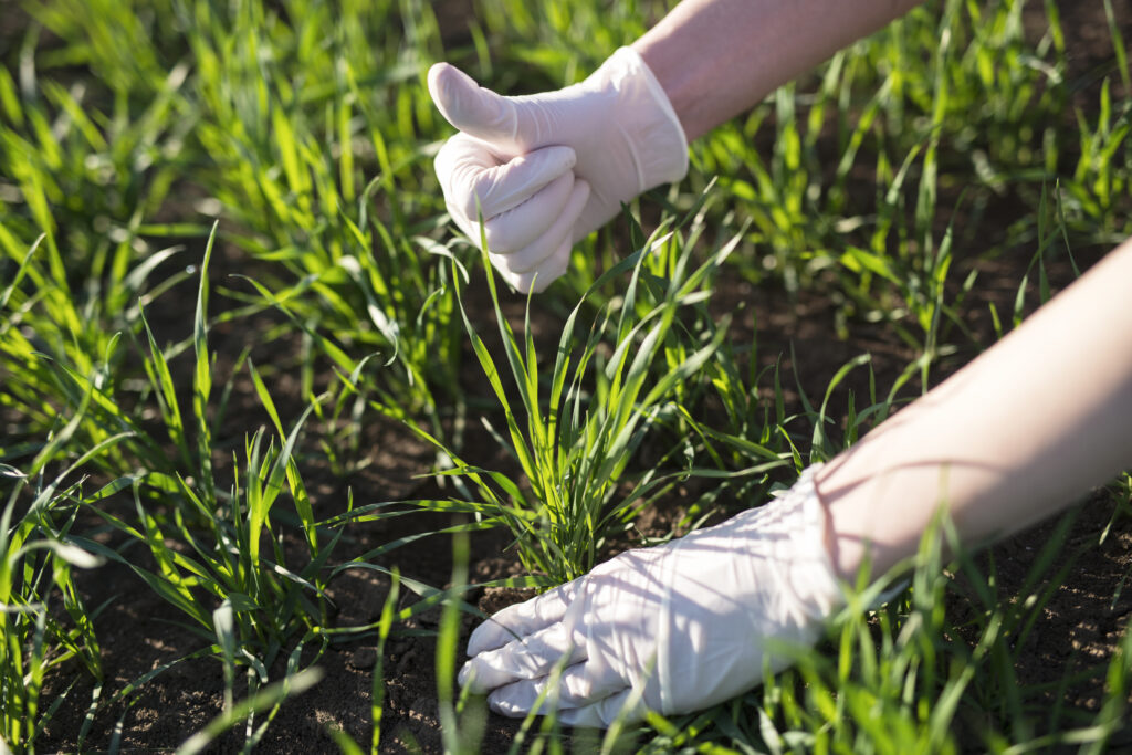 Grass Seed