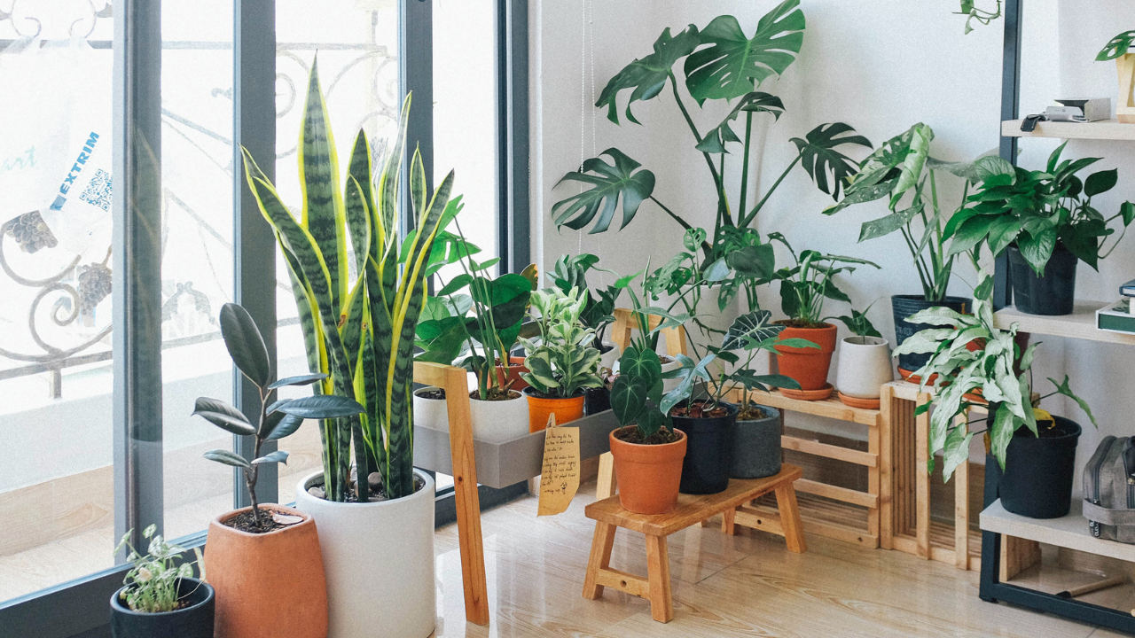 Top 10 Mosquito Repellent Plants for Your Home and Garden - Maali Bhaiya