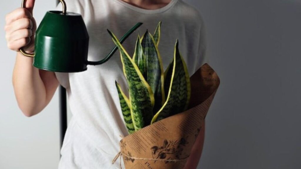 how to plant snake repellent plants