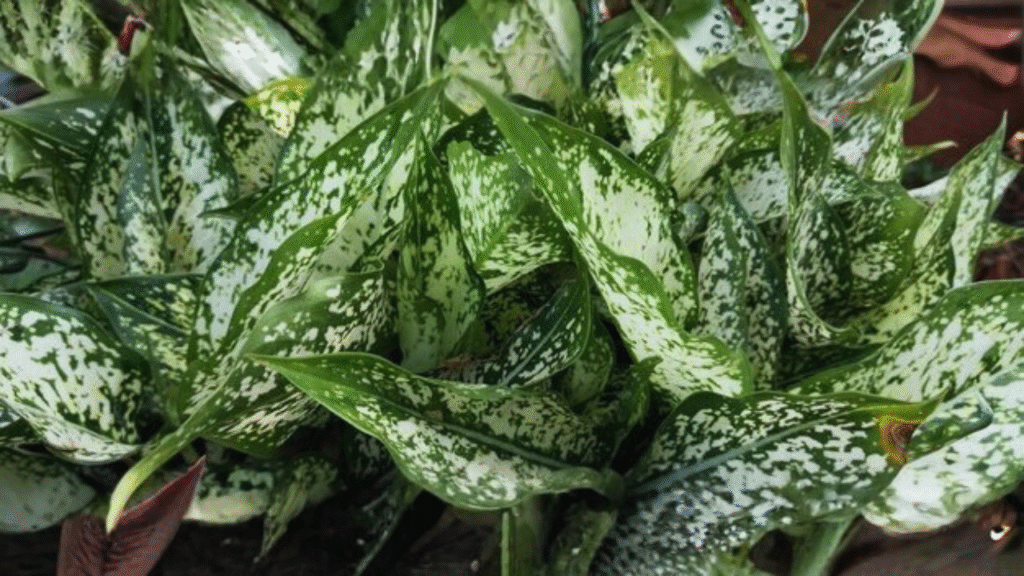 snake-repelling herbs for gardens