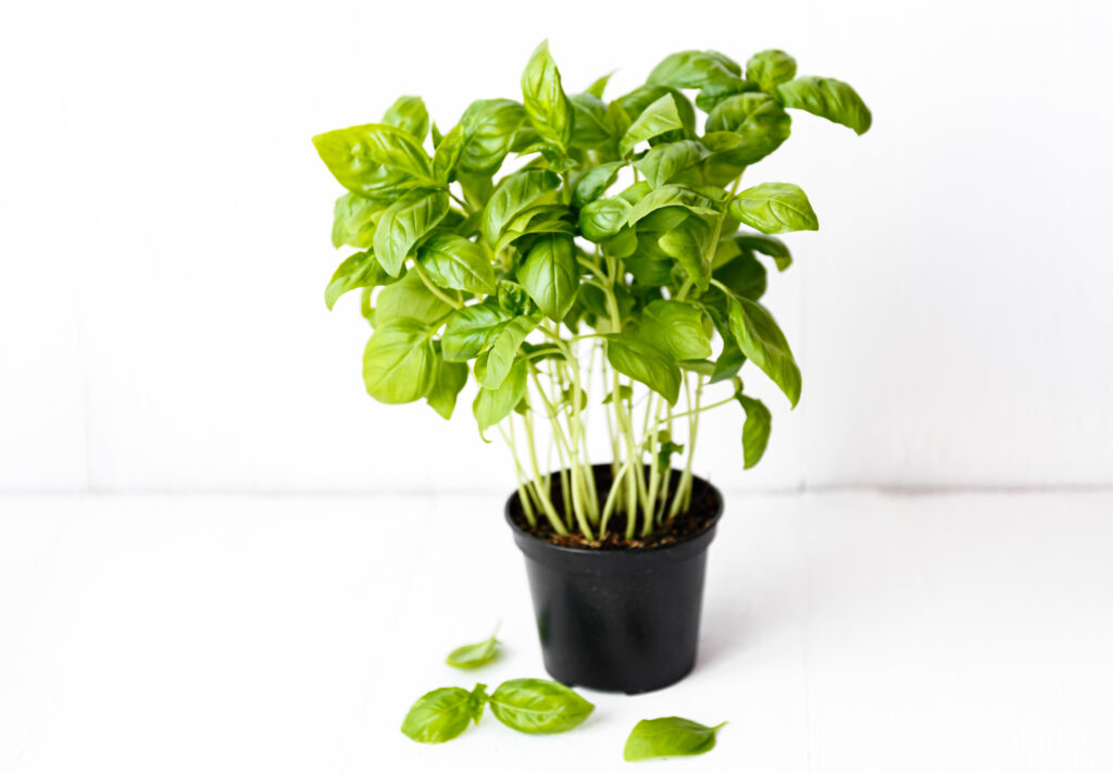 aromatic plants benefits