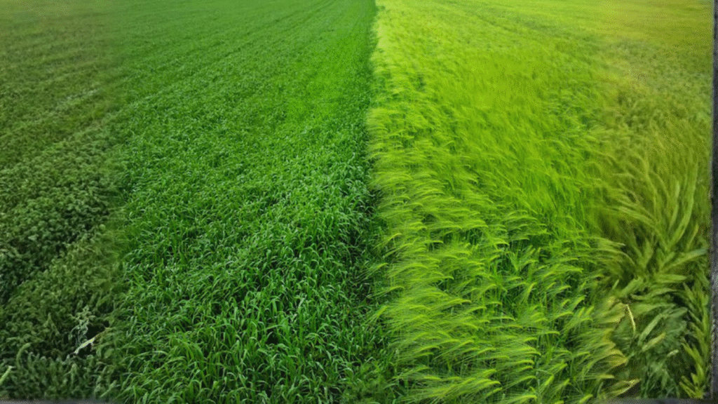 doob grass weed control