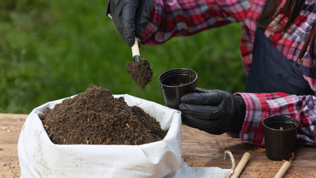 doob grass planting guide