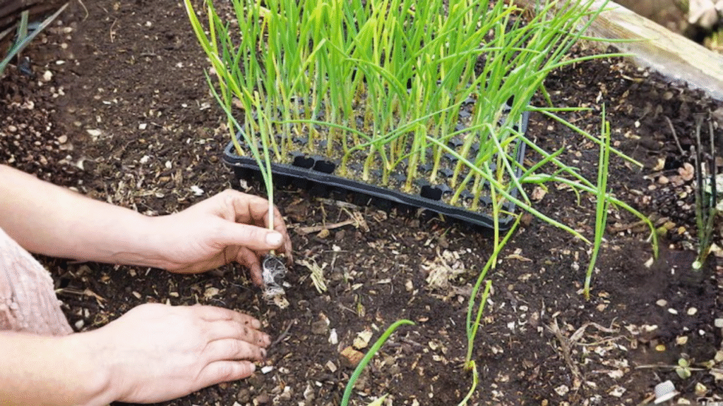 Cynodon dactylon care