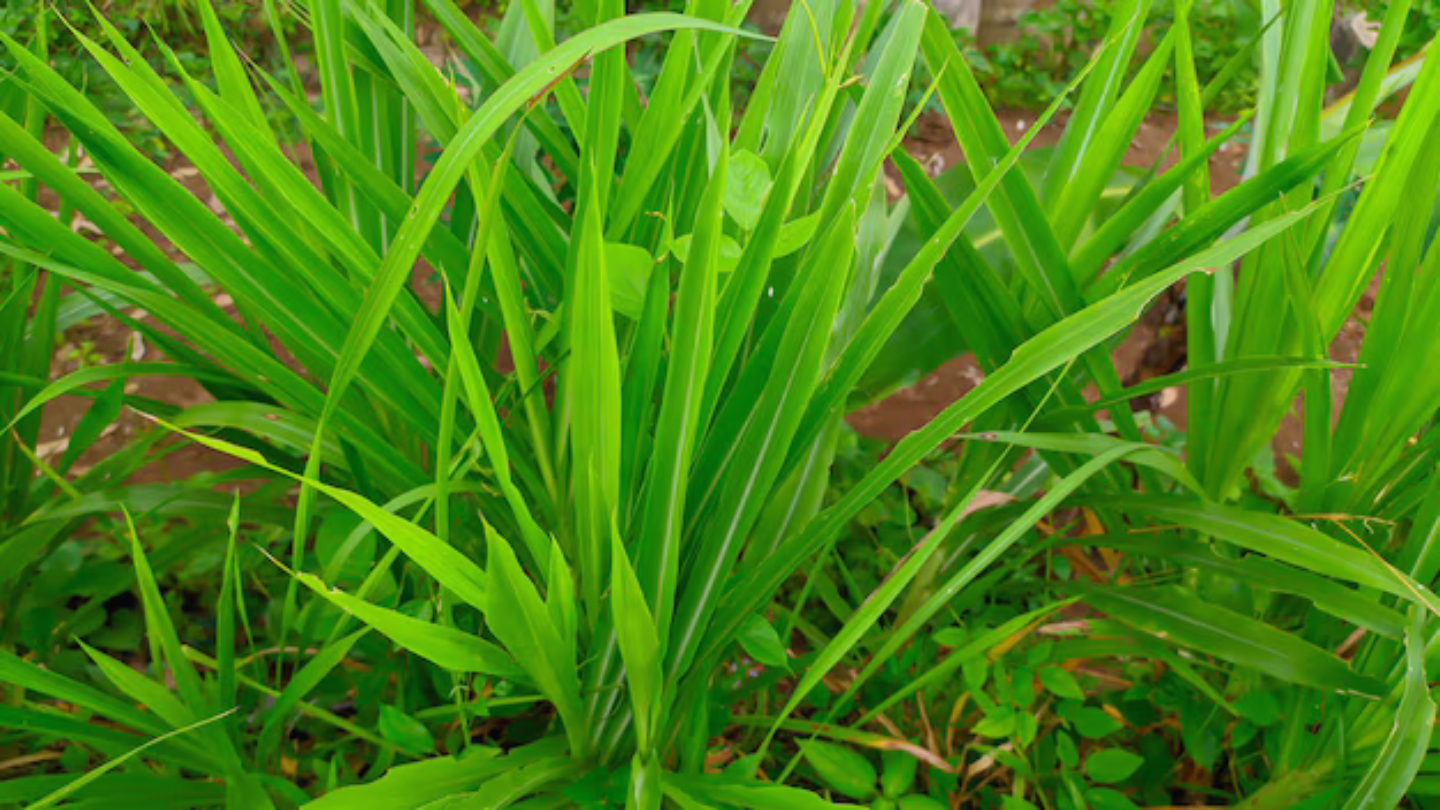 aromatic herbs and spices