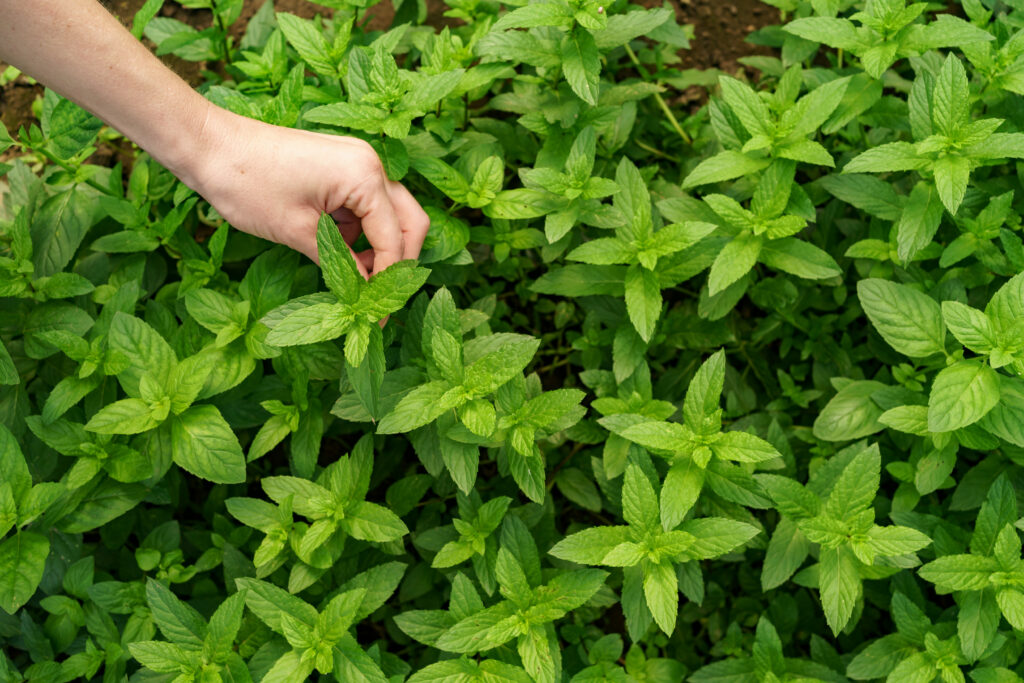 aromatic plants for balcony