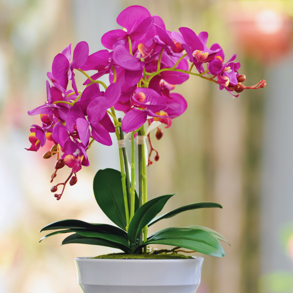 feng shui bedroom plants