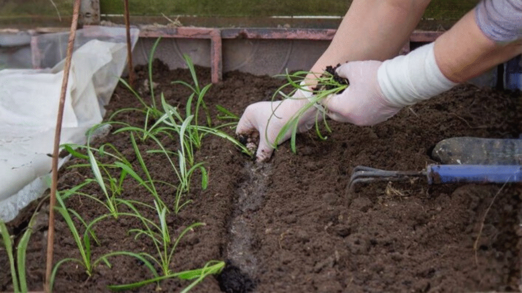 how to grow doob grass at home
