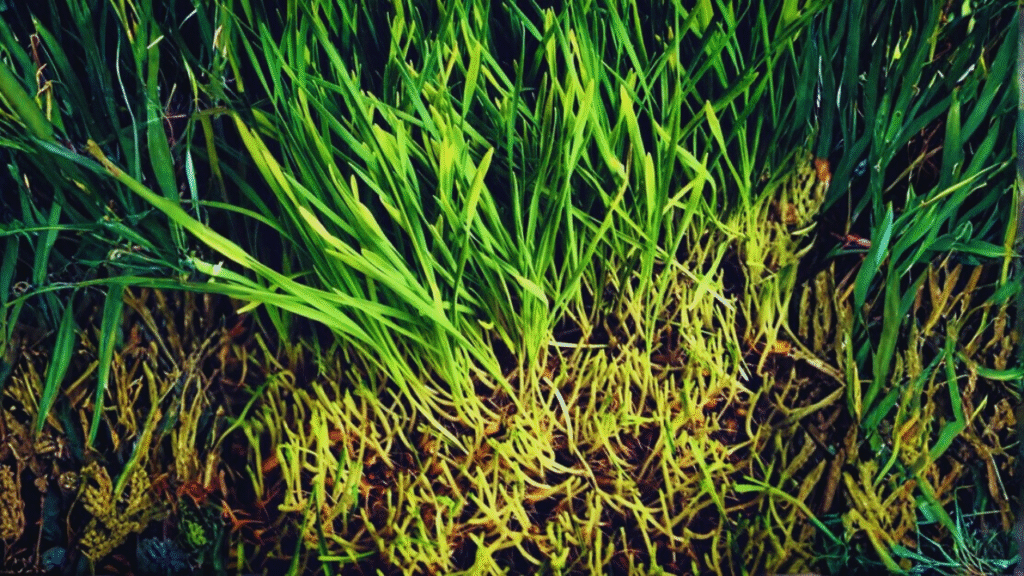 doob grass full sun requirements