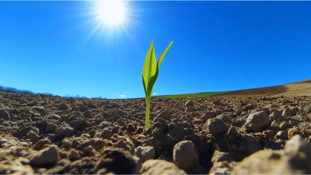 winter flowers for pots in India