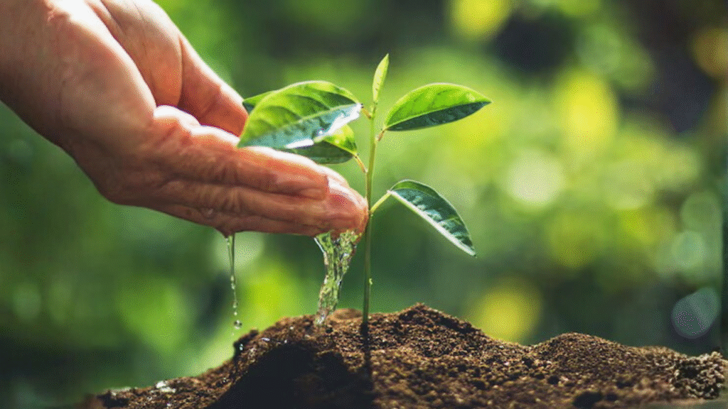 aromatic plants for beginners