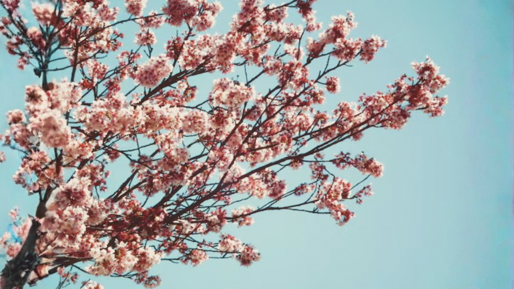 best winter flowers for home garden