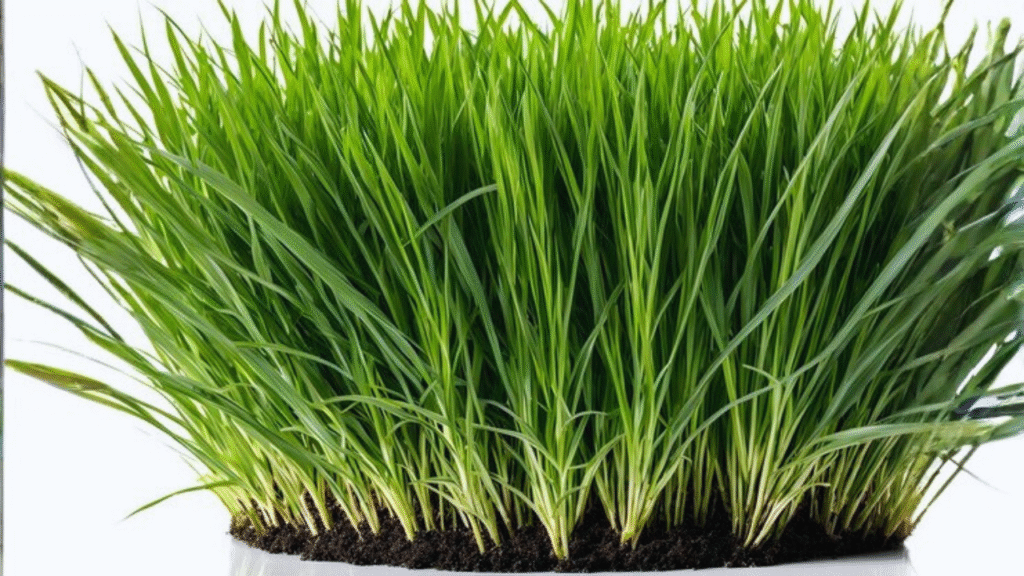 doob grass fertilizer guide