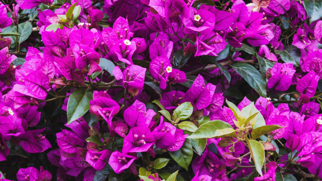 Drought resistant flowers