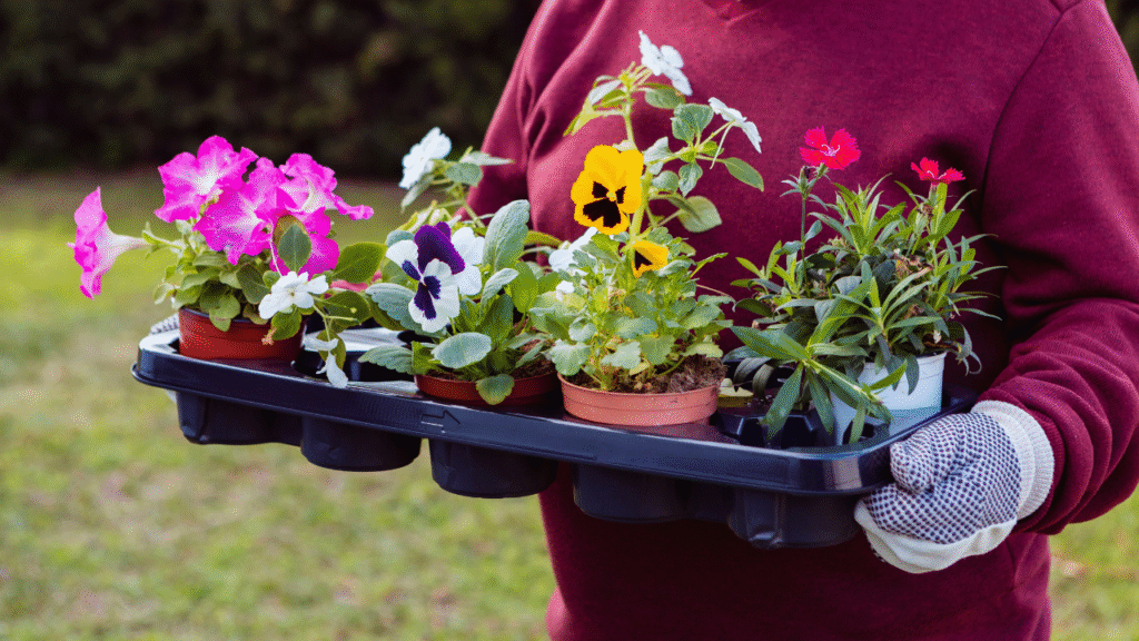 Easy to grow summer flowers