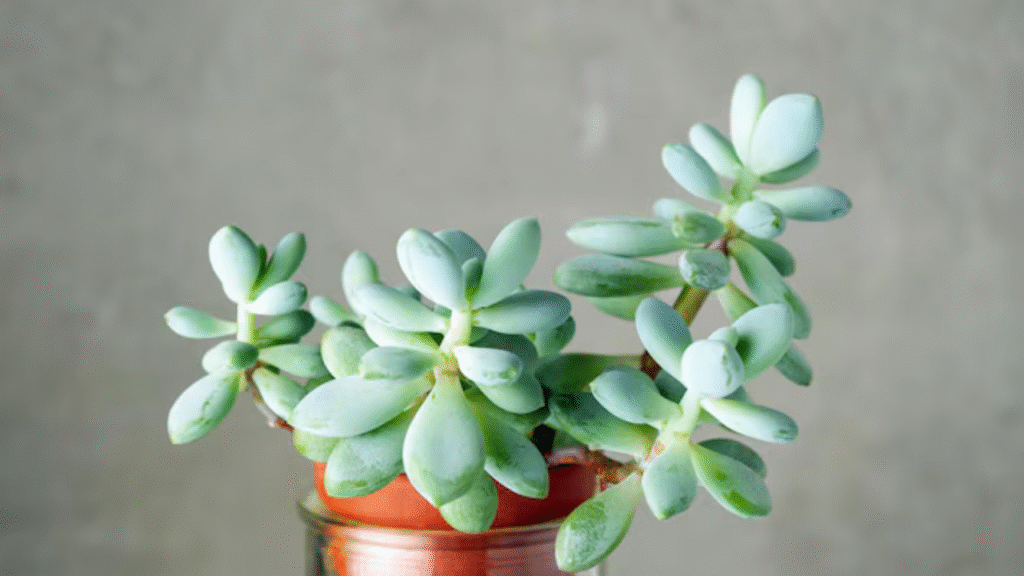 vastu plants for money and prosperity