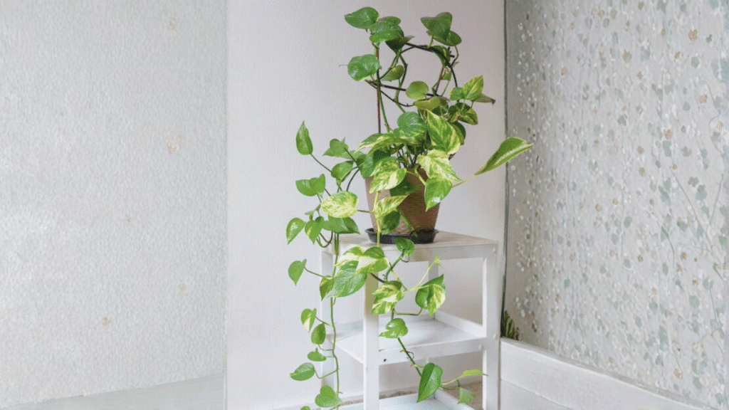 good luck plants for home entrance