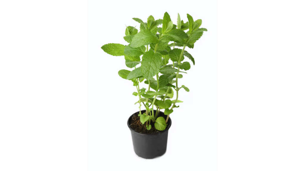 best vastu plants for positive energy