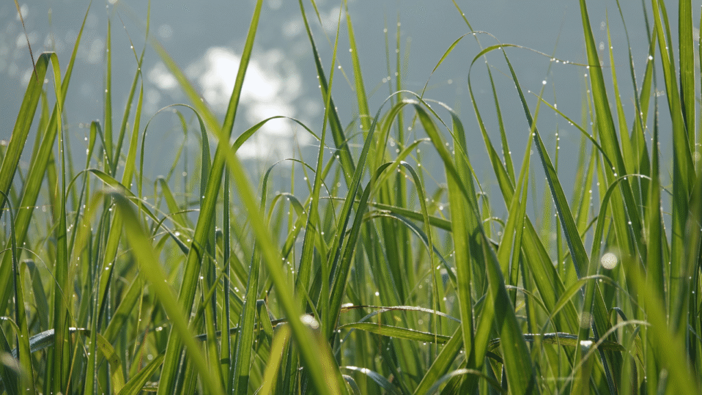vetiver grass benefits