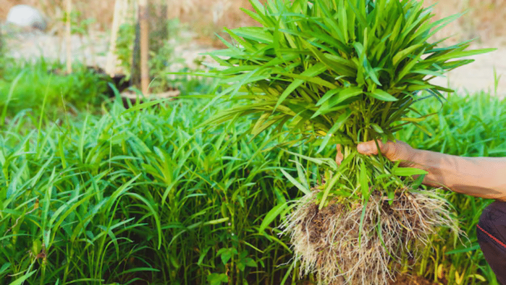 how to grow vetiver