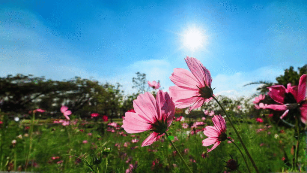 Heat tolerant flowers India