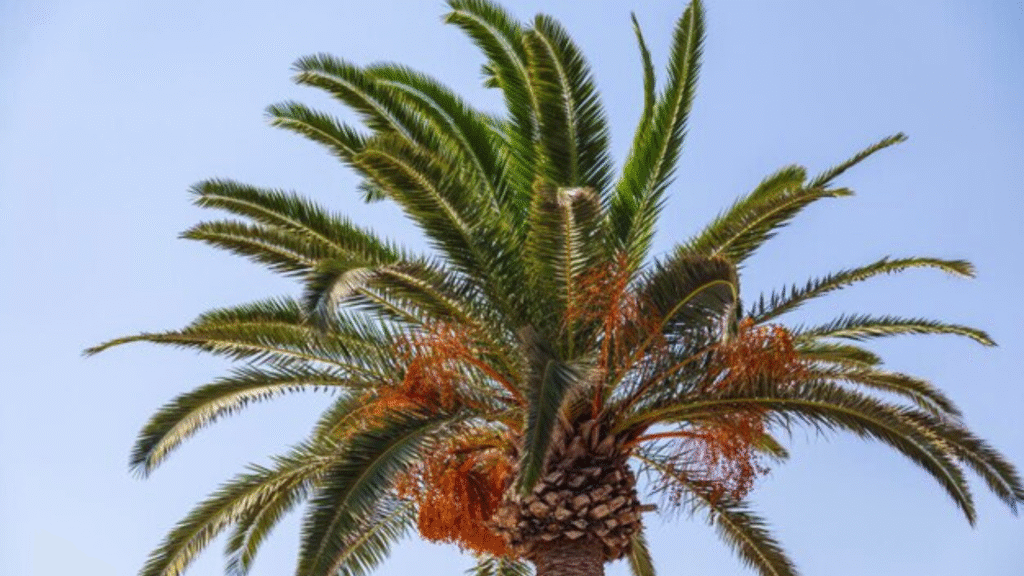 Date palm cultivation