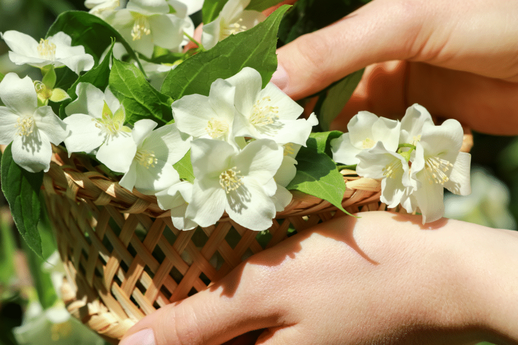 Mogra flower for worship