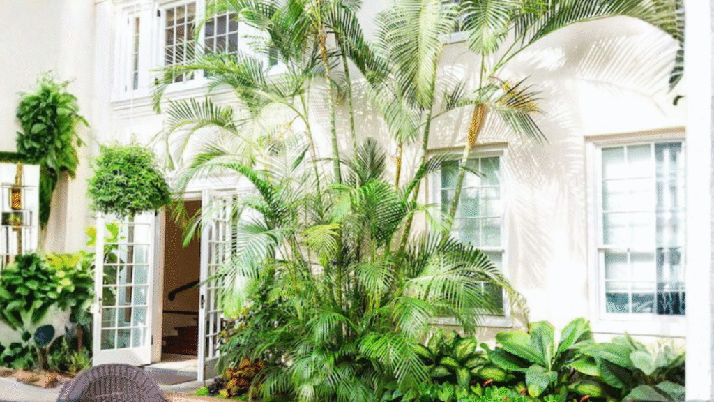 best palm trees for landscaping
