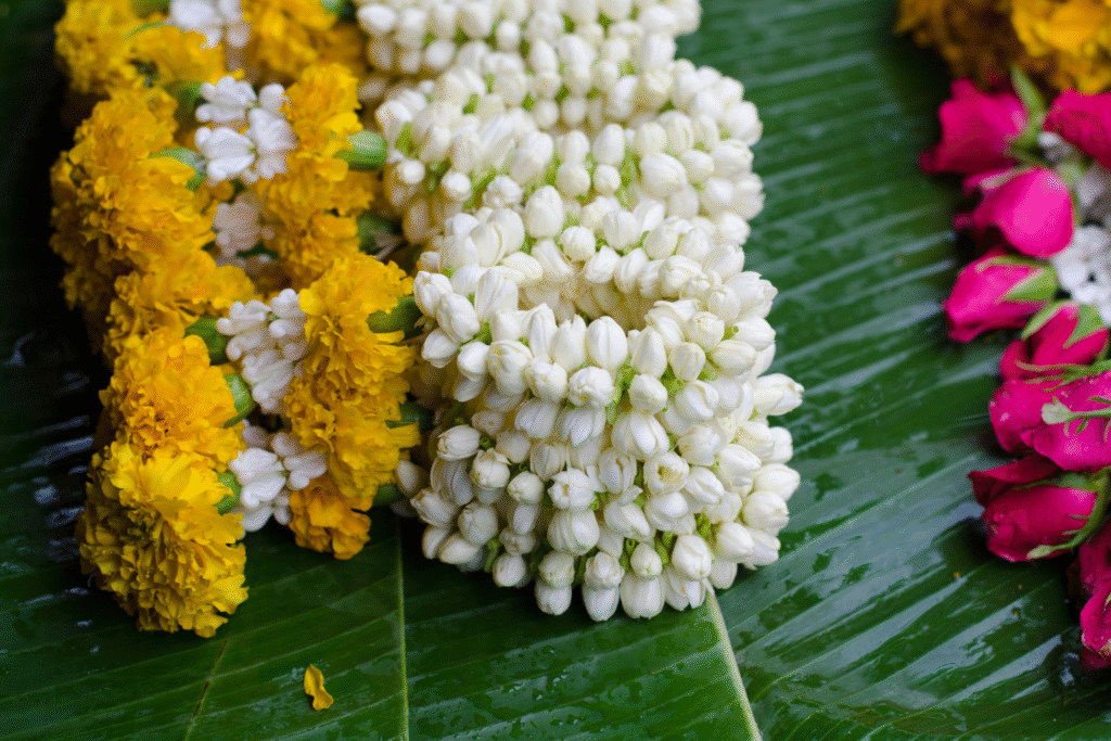 Mogra plant care at home