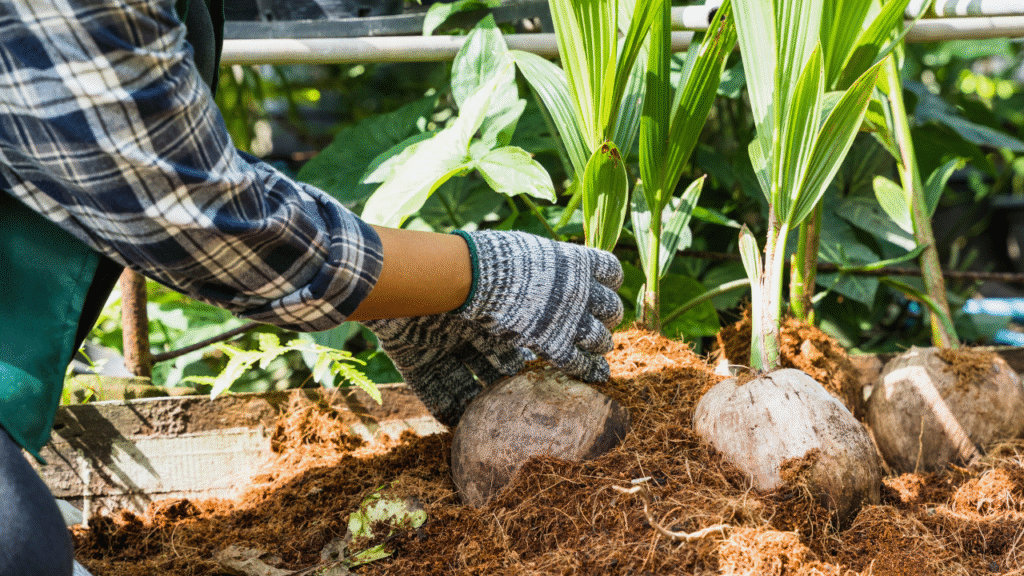 Dwarf palm varieties