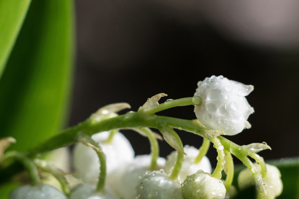 Mogra flower benefits