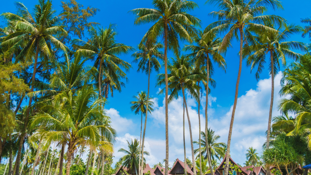 Palm tree plantation