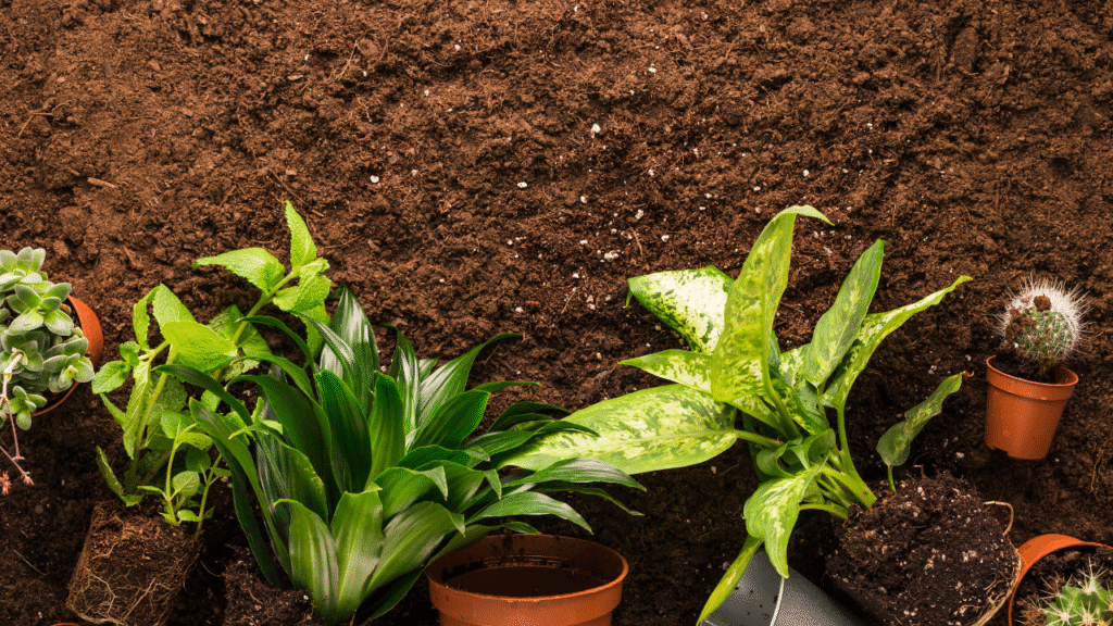 benefits of coco peat for home garden