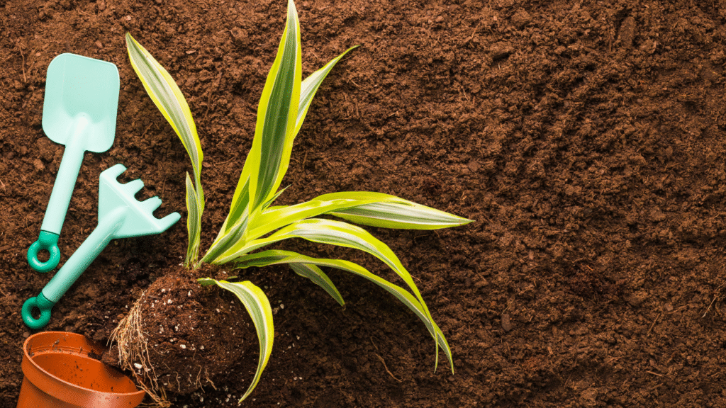 organic coco peat for vegetables