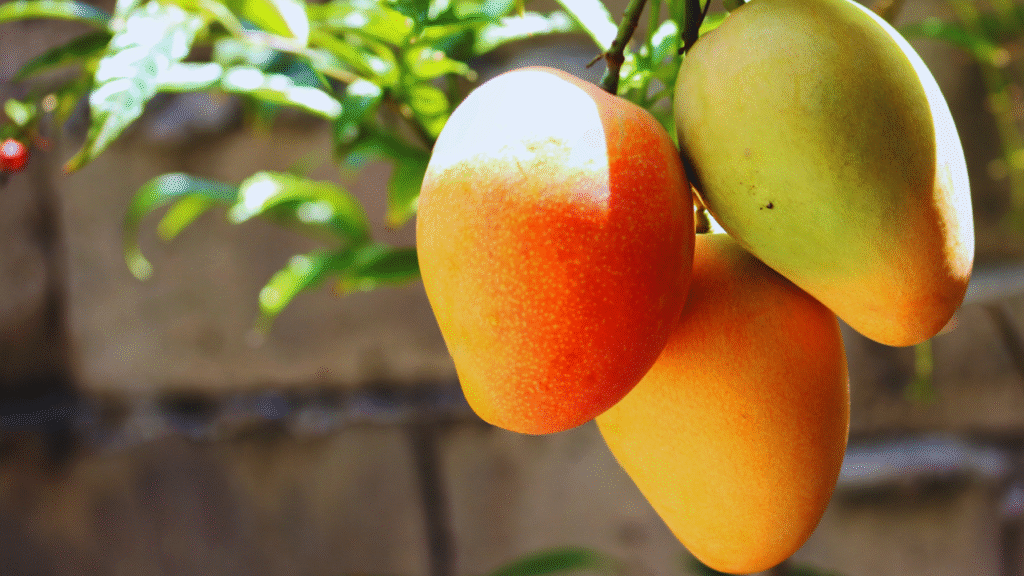 Queen of mangoes India