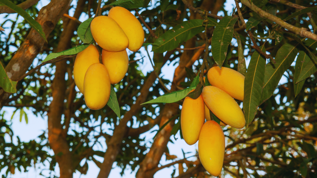 Kesar mango vs Alphonso mango
