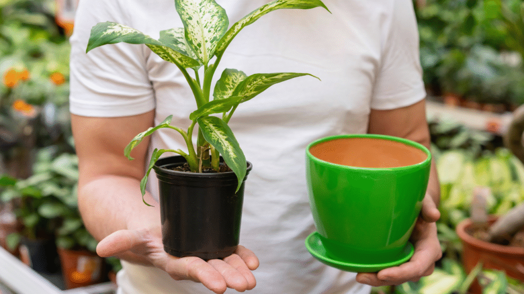 How to Choose the Perfect Ceramic Pot for Plants