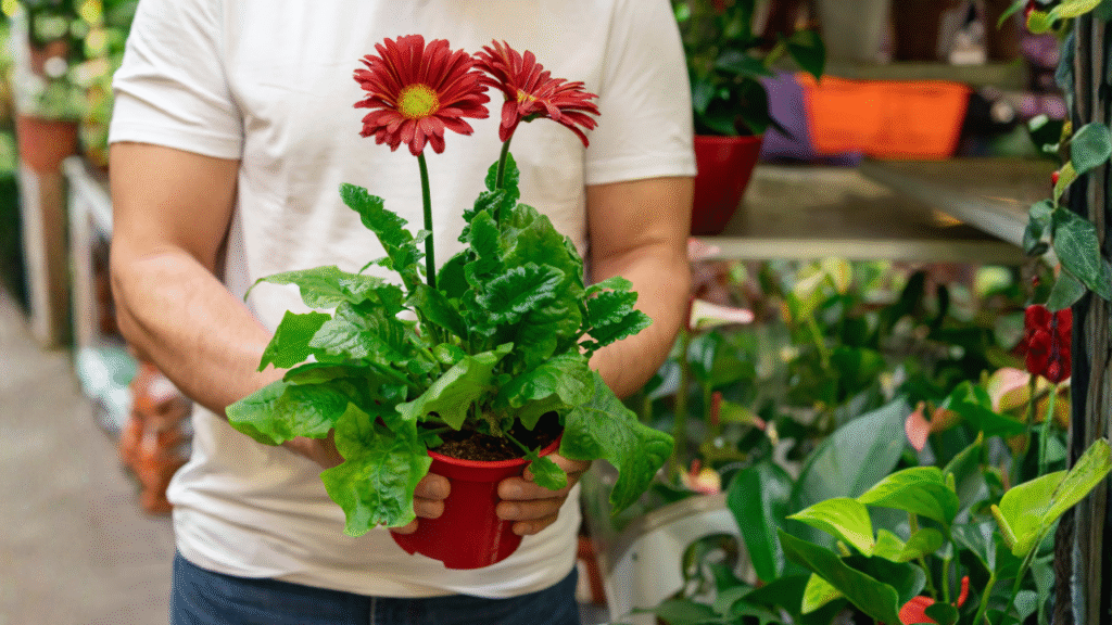 Flowering plants for beginners