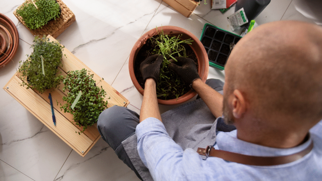 Growing Brahmi in pots