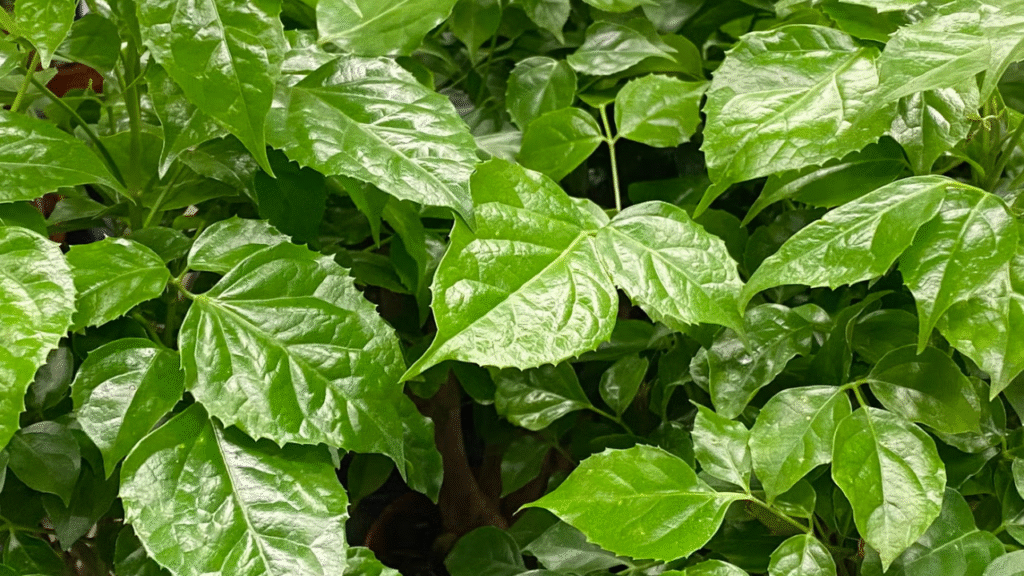 how to grow China doll plant