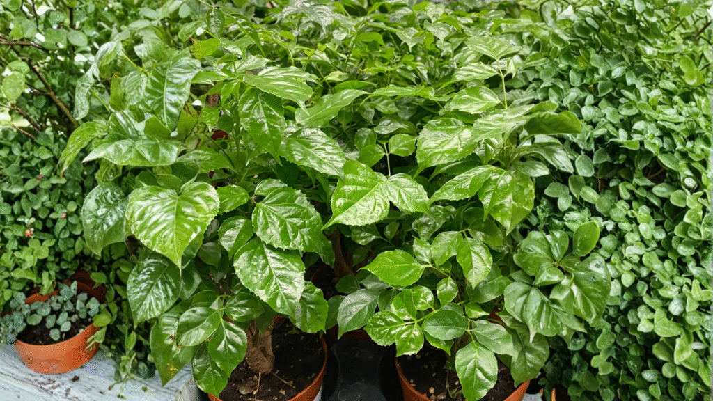 China doll plant watering