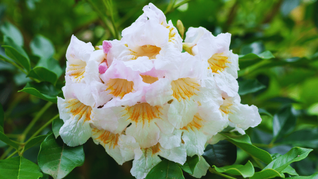 China Doll Plant