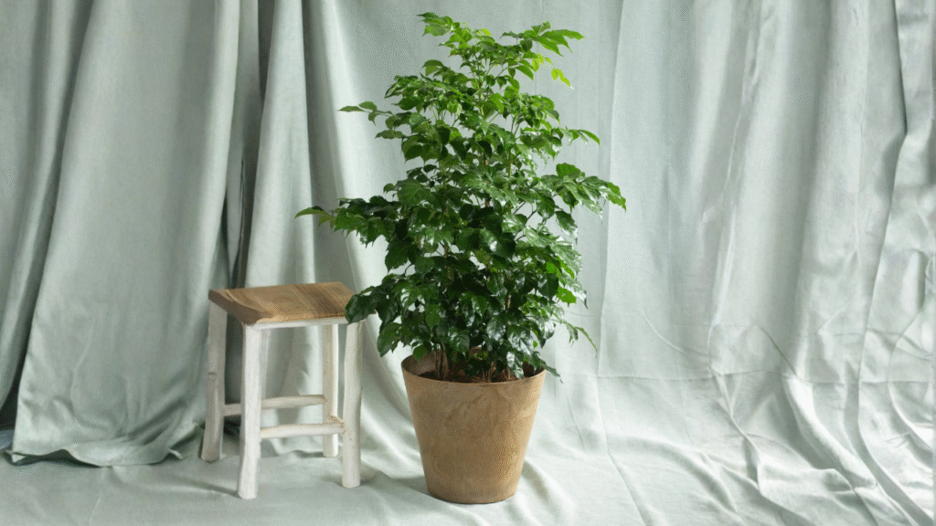 China doll plant indoor care
